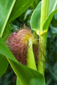 Corn plant or kukuruz