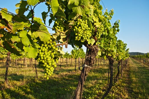 Vineyard