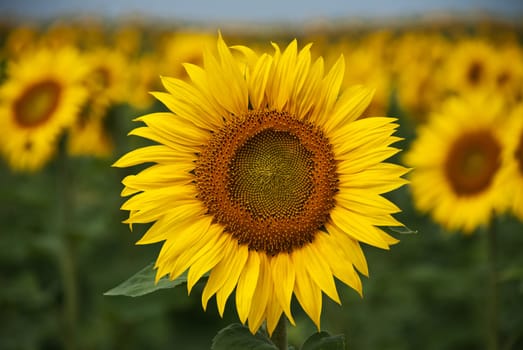 Sunflowers