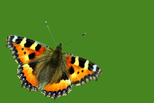 Aglais urticae