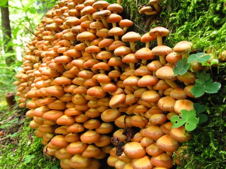 Stick sponge on tree stump