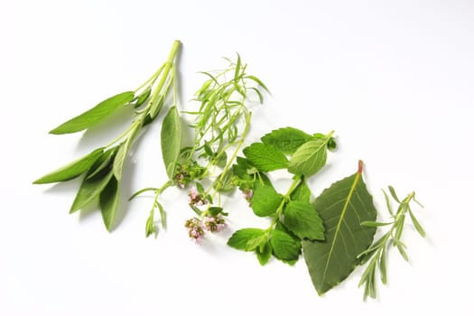 fresh picked garden herbs in front of white background isolated