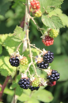 Blackberry hedge