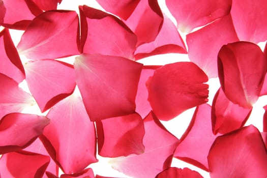 Cut-out petals of a red rose
