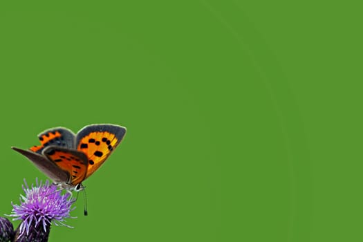 Lycaena phlaeas