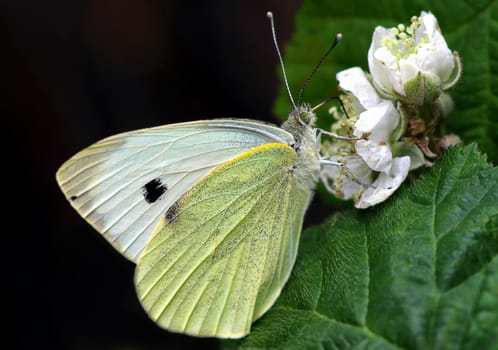 Lesser Cabbage White [Pieris rapae]