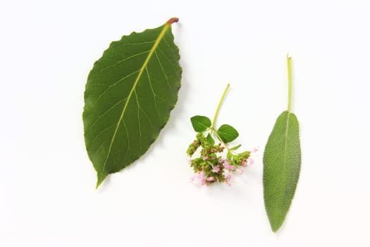fresh garden herbs isolated against white background