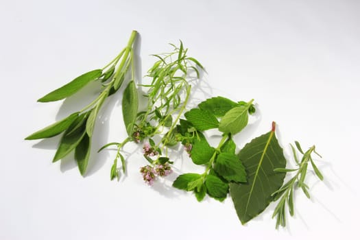fresh picked garden herbs in front of white background isolated