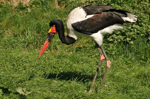 Saddle stork looking for food