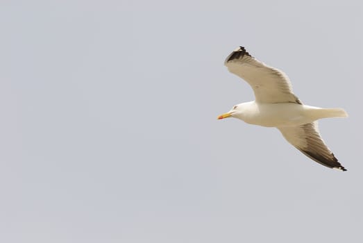 seagulls
