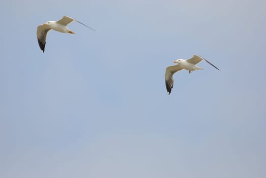 seagulls