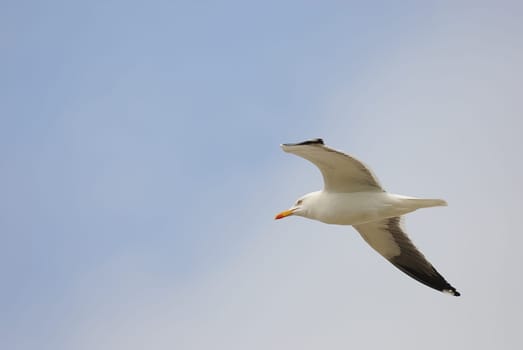 seagulls