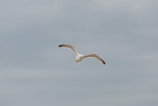seagulls