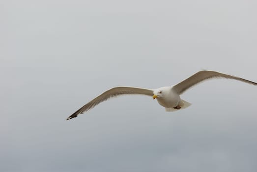 seagulls