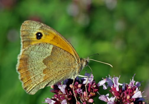 Great bulleye on wild marjoram