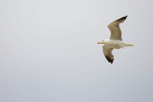 seagulls