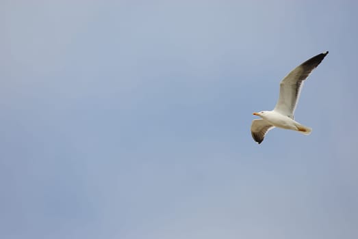 seagulls