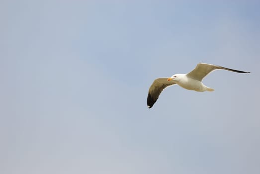 seagulls