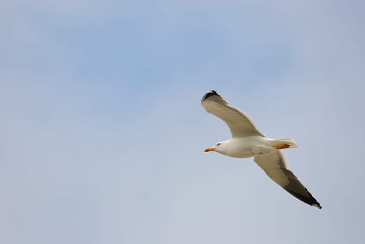 seagulls