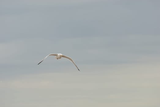 seagulls