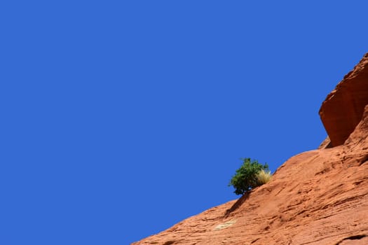 Plant on the edge of the rock in front of blue sky