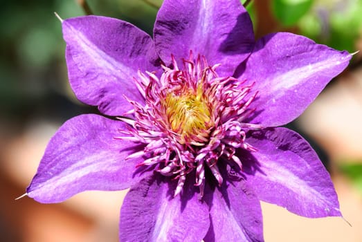 macro photo of a purple clematis in bloom