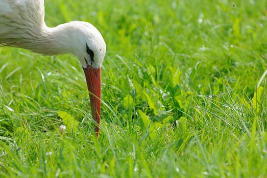 white stork
