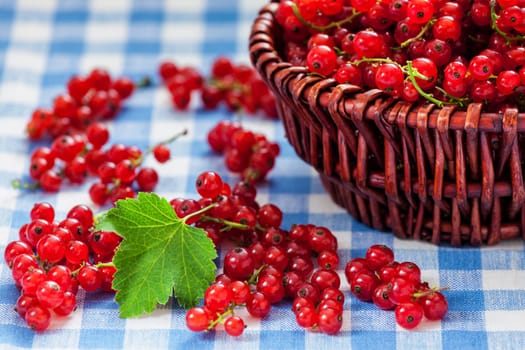 Redcurrant red currant berries in wicker bowl on kitchen table