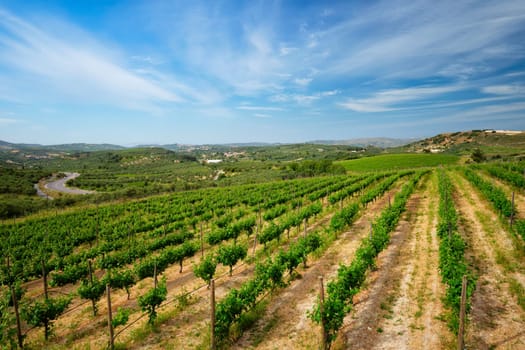 Wineyard with grape rows. Crete island, Greece