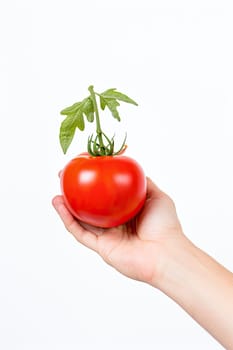 Human hand holding a fresh tomato isolated on white background.