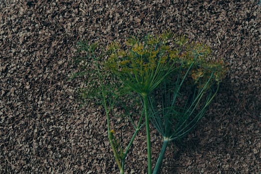 Background with raw organic dill seeds with a green sprig of dill. Plant, food and medical themes