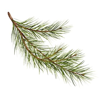Pine branch watercolor isolated illustration. green natural forest christmas tree. needles branches greenery hand drawn. holiday decor with fir branch. holiday celebration decoration for 2024 new year..