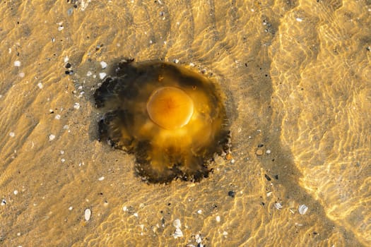 Jellyfish in the sea close-up. A jellyfish floats to the surface of the water.