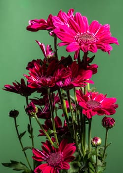 Red chrysanthemum flowers on a green background. Flower heads close-up