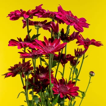 Red chrysanthemum flowers on a yellow background. Flower heads close-up
