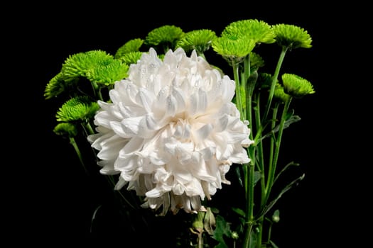 White and green chrysanthemum flowers on a black background. Flower heads close-up