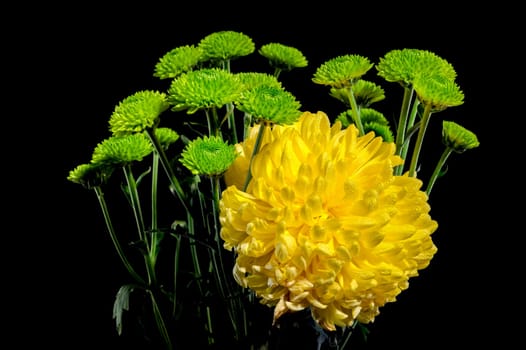 Yellow and green chrysanthemum flowers on a black background. Flower heads close-up