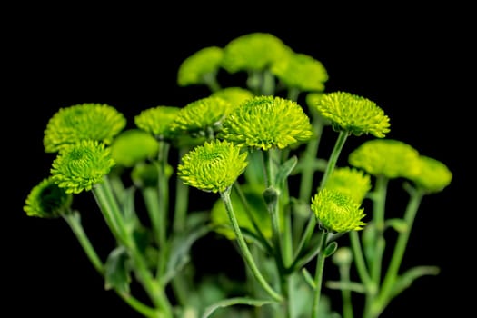 Green chrysanthemum flowers on a black background. Flower heads close-up