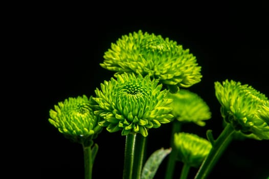 Green chrysanthemum flowers on a black background. Flower heads close-up