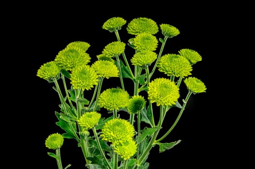 Green chrysanthemum flowers on a black background. Flower heads close-up