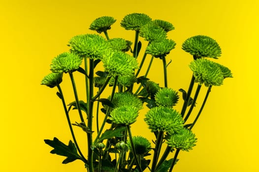 Green chrysanthemum flowers on a yellow background. Flower heads close-up