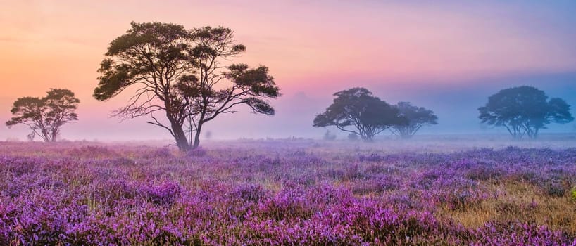 Zuiderheide National park Veluwe, purple pink heather in bloom, blooming heater on the Veluwe by Laren Hilversum Netherlands, blooming heather fields