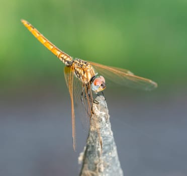 Closeup macro detail of wandering glider dragonfly Pantala flavescens perched on metal fence post in garden