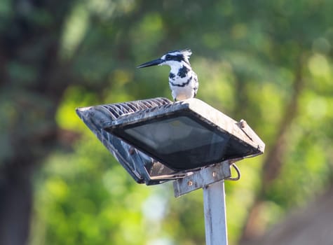 Pied kingfisher ceryle rudis wild bird stood perched on tall spotlight post against green tree foliage background