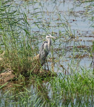 Grey heron Ardea cinerea stood on edge of river bank wetlands in grass reeds