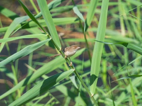 Eurasian common reed warbler Acrocephalus scirpaceus perched on stalk of plant at edge of river bank wetlands in grass reeds