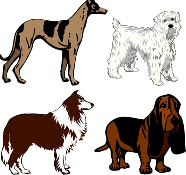 Vector Illustration of 4 different dogs. Dogs2