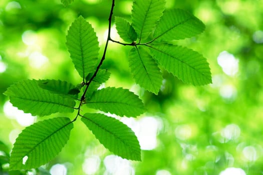 Green leaves by sunlight