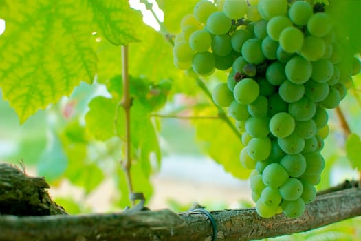 grapes hanging on a vine