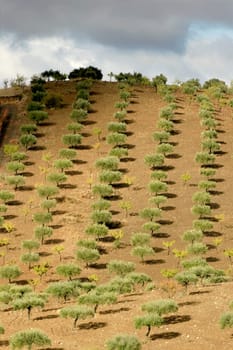 Olive trees at Douro Valley